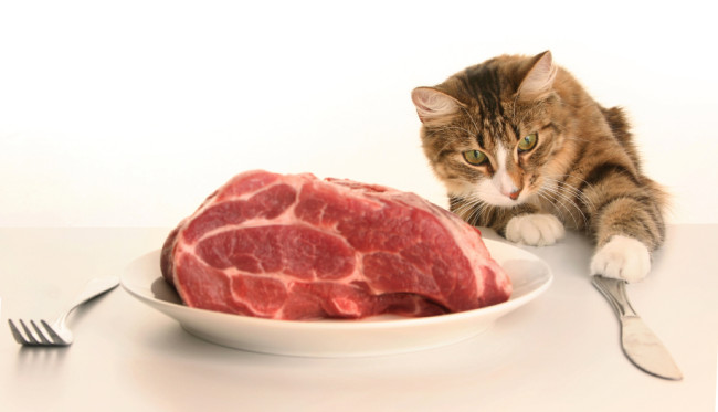 Katze betrachtet ein auf einem Teller angerichtetes Fleischstück