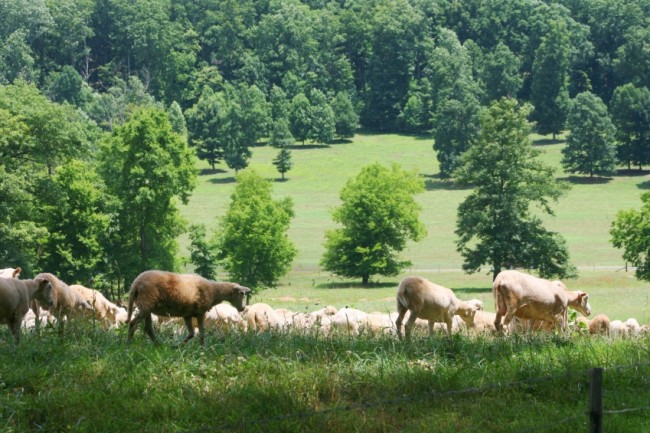Schafherde auf der Weide