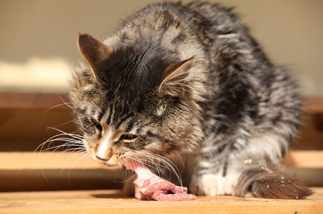 Katze rohes Fleisch – Barf