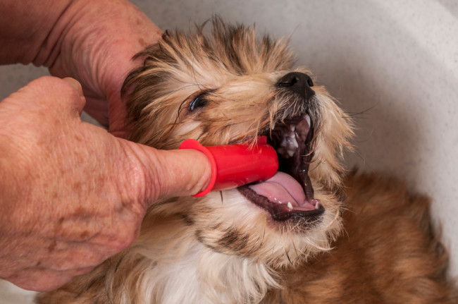 Mann reinigt Hund die Zähne