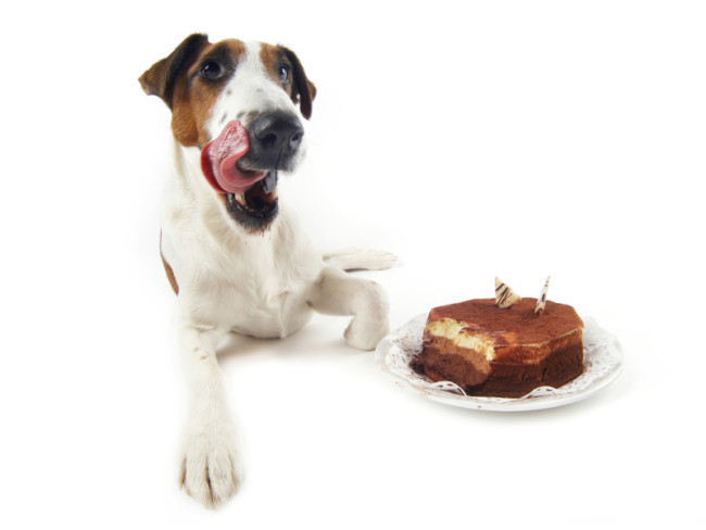 Hund mit Kuchen
