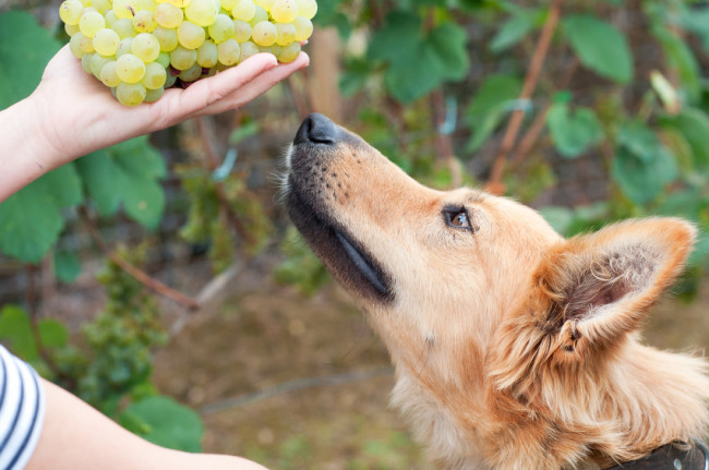 Hund riecht an Weintrauben