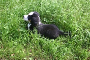Berner Sennenhund Welpe beim spielen im Gras.