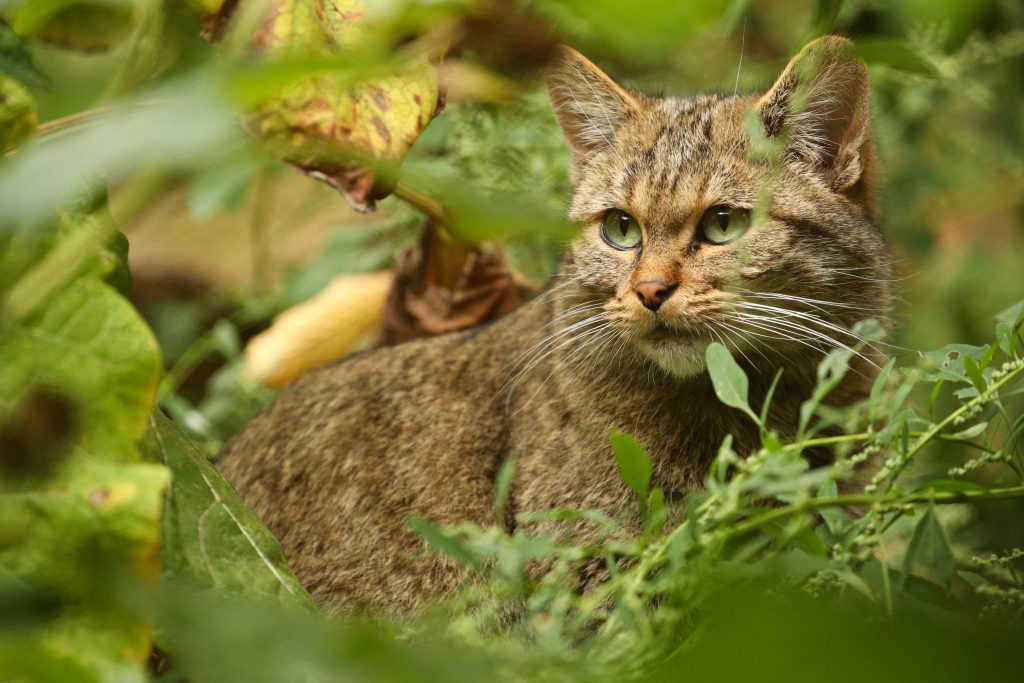 Europäische Wildkatze in der Natur