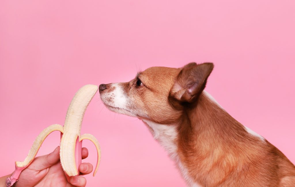 Hund schnüffelt an Banane