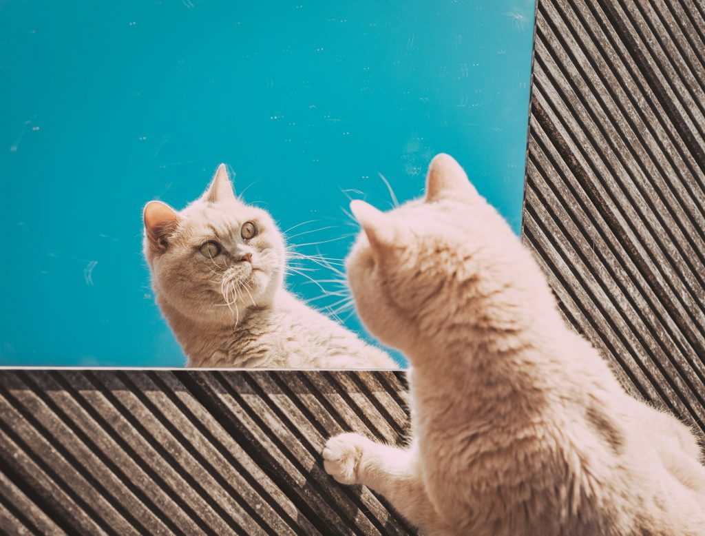Katze schaut in den Spiegel