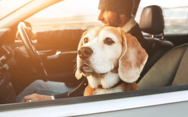 Hund auf dem Beifahrersitz