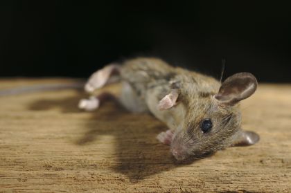 Maus/Ratte für Greifvögel & andere
