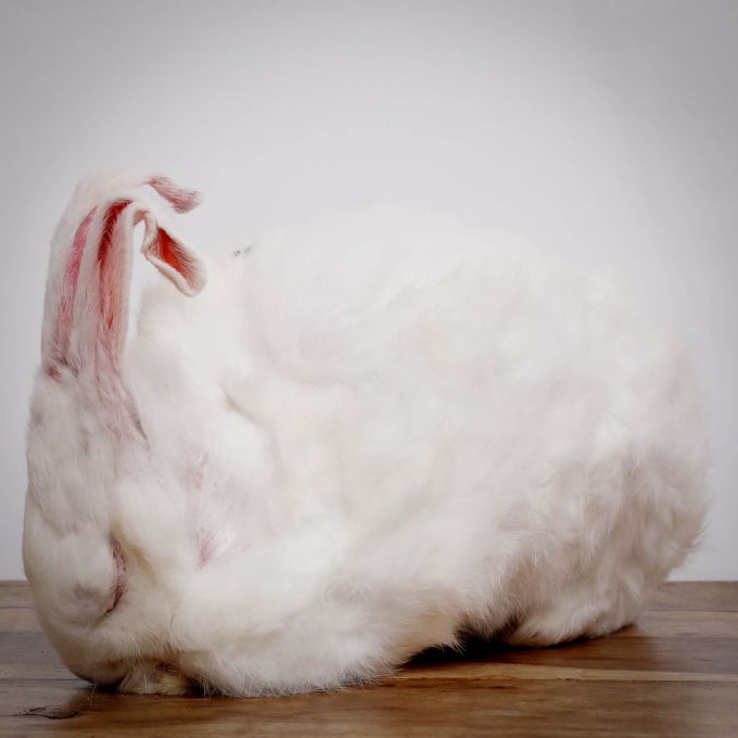 Kaninchen, ganzes Tier, ca 4-5 kg für Greifvögel 