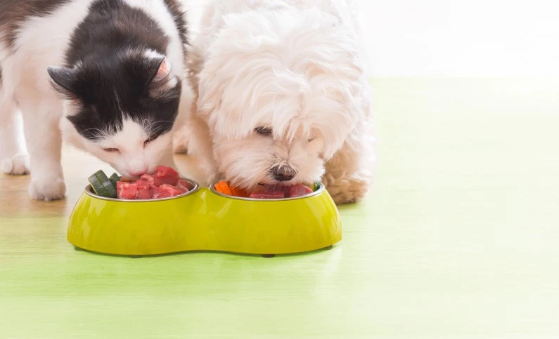 Barfen für Anfänger