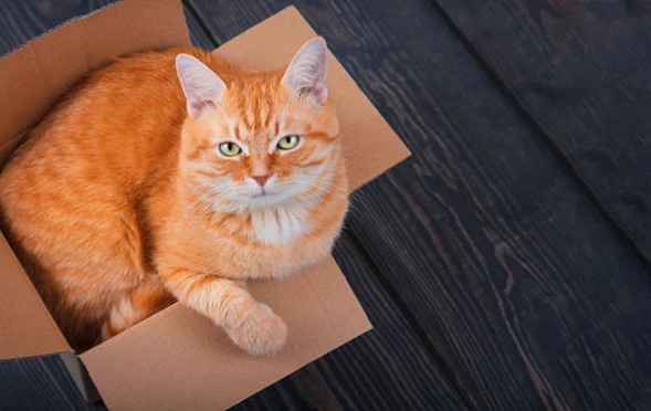 Alles zu Versand & Zahlung