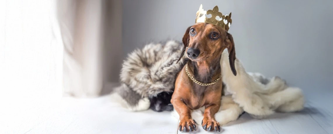 Händler und Züchter